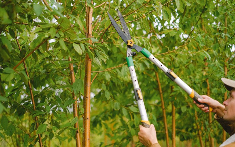 Tree trimming in Beaverton, OR